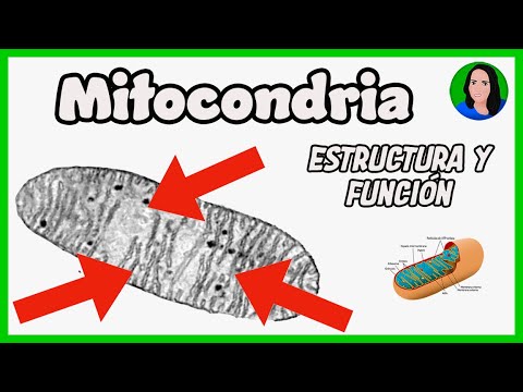 Que función cumplen las mitocondrias