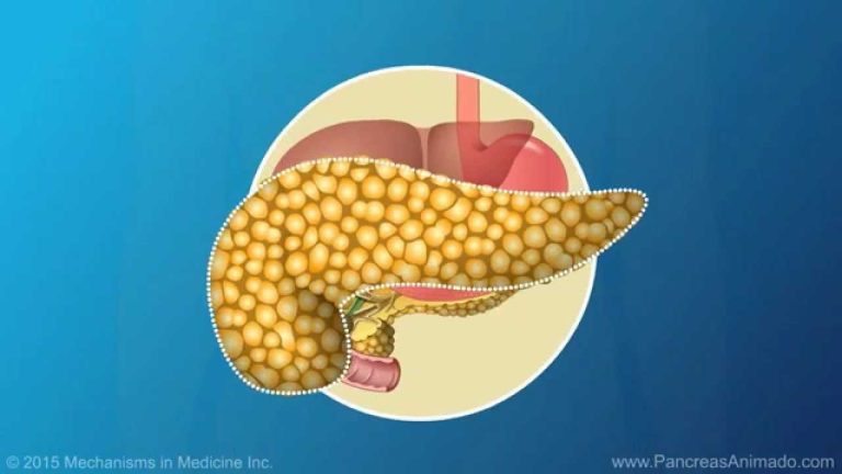 Qué función cumple el páncreas en el aparato digestivo